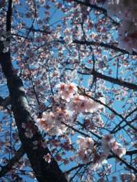 You must visit Atami for the Earliest Sakura near Tokyo! 