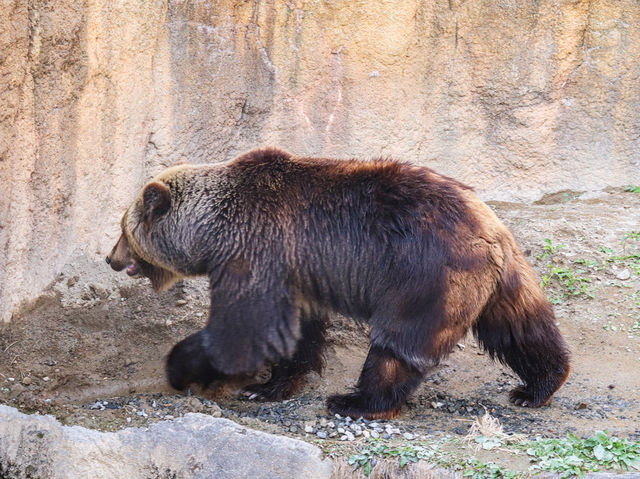 【鹿児島県】 コアラ飼育頭数日本一の自然あふれる動物園『平川動物公園』🐨