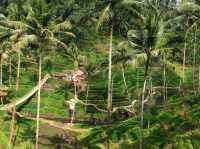 Swing into Serenity at Bali 