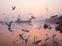 Tranquil Birdwatching Experience at Yamuna Ghat
