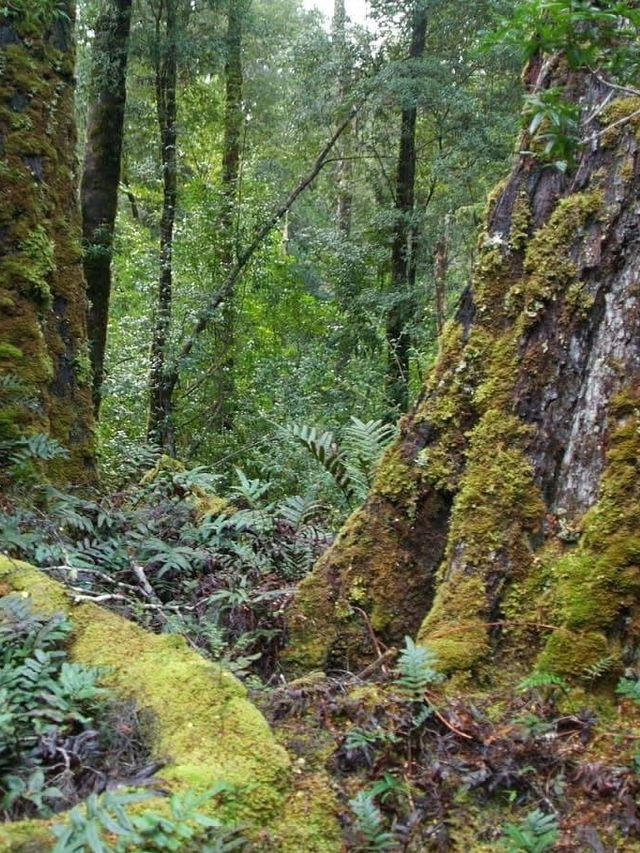 Tarkine Rainforest
