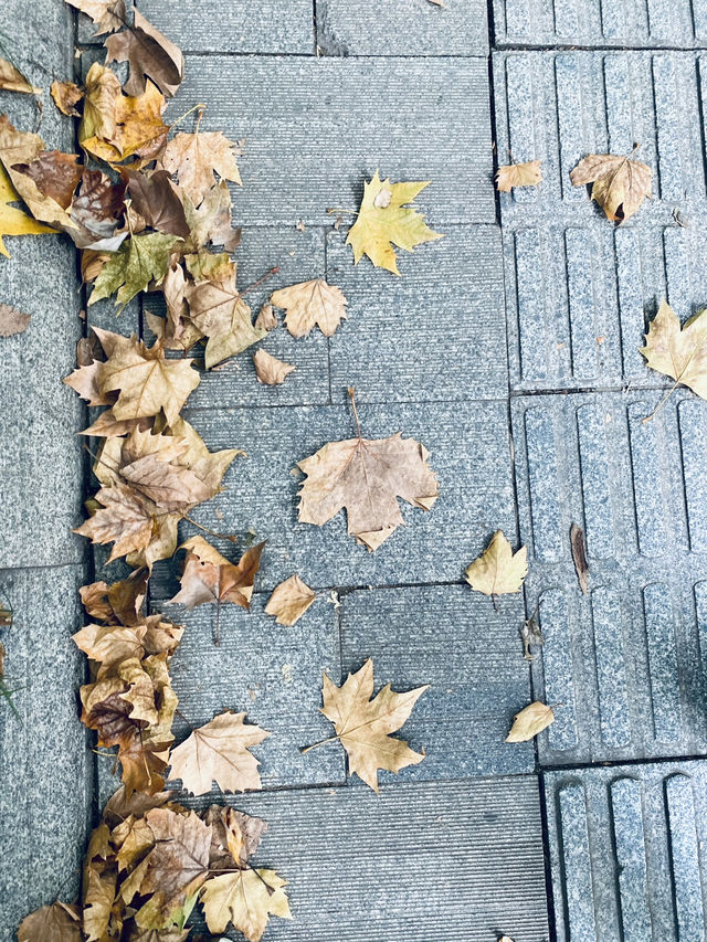 蘇軾筆下之🏞️聖湖🍁美人