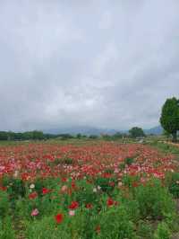 🌺 경주 황리단길, 꽃 가득한 감성거리에서 인생샷 찍기! 📸