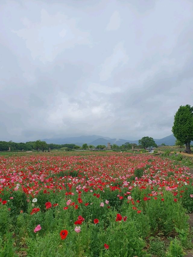 🌺 경주 황리단길, 꽃 가득한 감성거리에서 인생샷 찍기! 📸