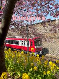【神奈川×三浦海岸】桜、菜の花、電車のshot！お得きっぷを使って・・一足早く春旅へ・・