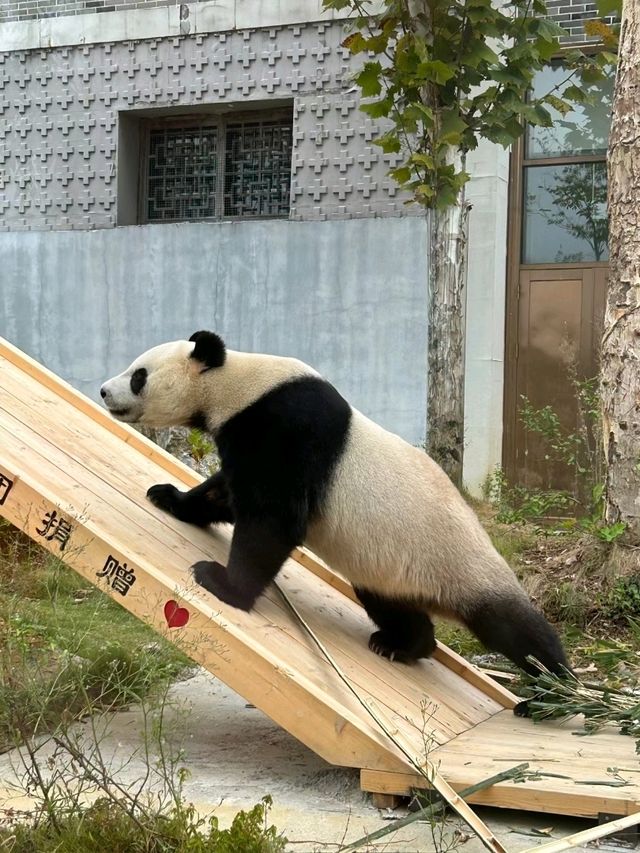 Phoenix China Giant Panda Garden: A Panda Paradise