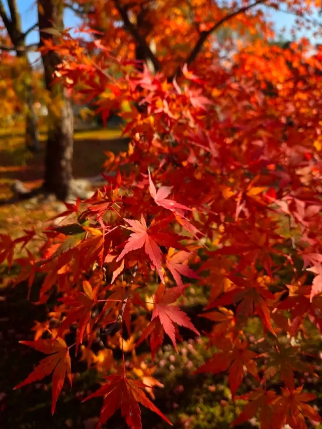 如何在大阪度過7天。