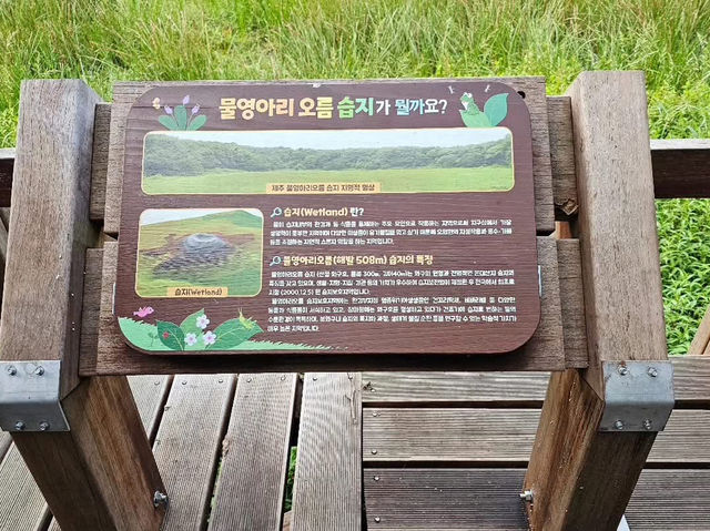 물영아리 오름습지 입니다.