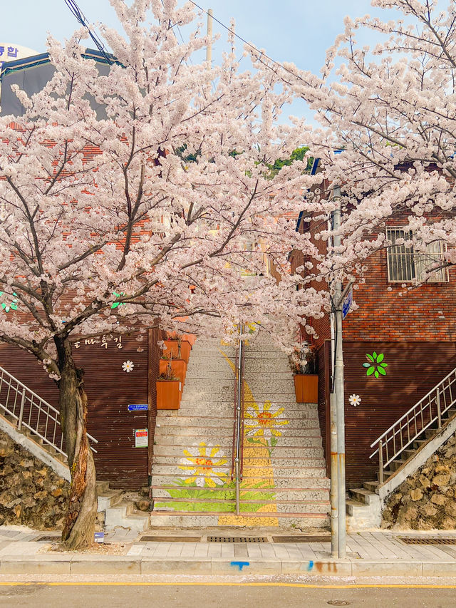 동화같은 부산 벚꽃 마을💞