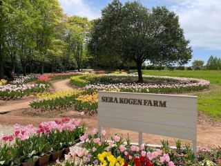 750,000 tulips of 200 varieties bloom in 65,000㎡