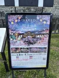 京都二條城的櫻花盛宴🌸✨