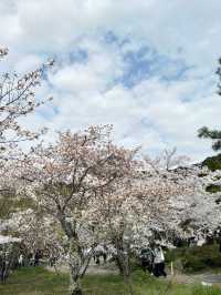 京都圓山公園的櫻花之旅 🌸✨