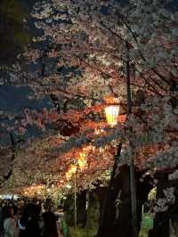 上野公園夢中的夜櫻：心靈的溫暖之舞