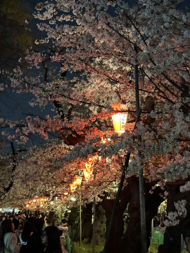 上野公園夢中的夜櫻：心靈的溫暖之舞