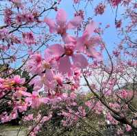 台北櫻花🌸陽明山下櫻花舞🩷花鐘閃耀映晴初🌸