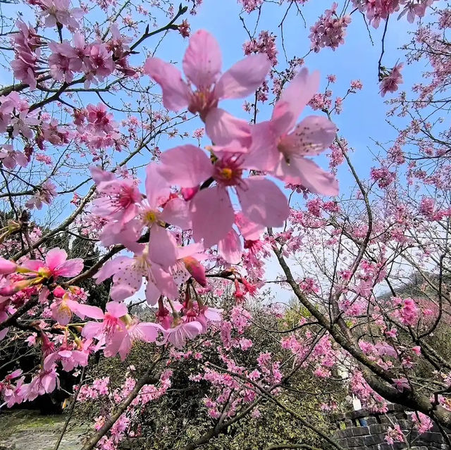台北櫻花🌸陽明山下櫻花舞🩷花鐘閃耀映晴初🌸