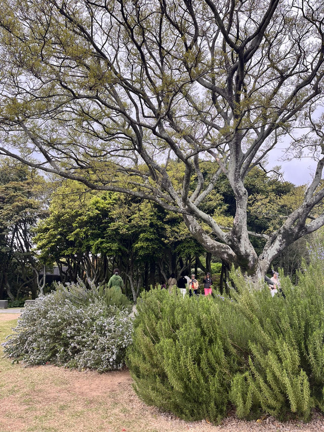 제주도 감성 가득한 녹차 명소, 오설록 티하우스