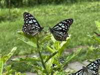 Lessons of Ecology at the Lions Nature Education Centre