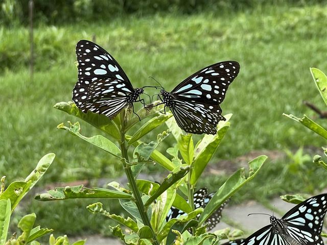 Lessons of Ecology at the Lions Nature Education Centre
