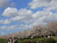 ซากุระบานริมสายน้ำ ที่ Hinokinai River, Kakunodate