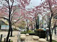 結合櫻花和東京鐵塔的賞櫻地