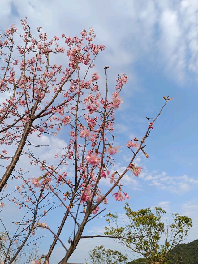 深圳賞櫻：小三洲塘北部醉櫻亭櫻花情況