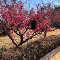 Togokusan Fruit Park (東谷山フルーツパーク)