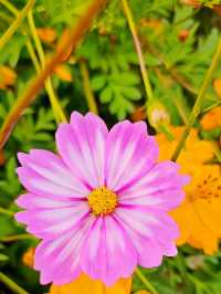Muljeongwon Flower Festival Review – Namyangju