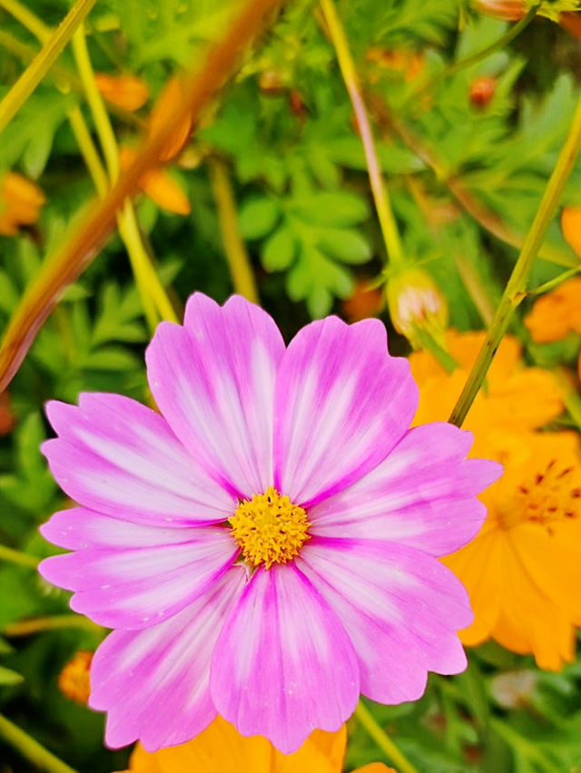 Muljeongwon Flower Festival Review – Namyangju