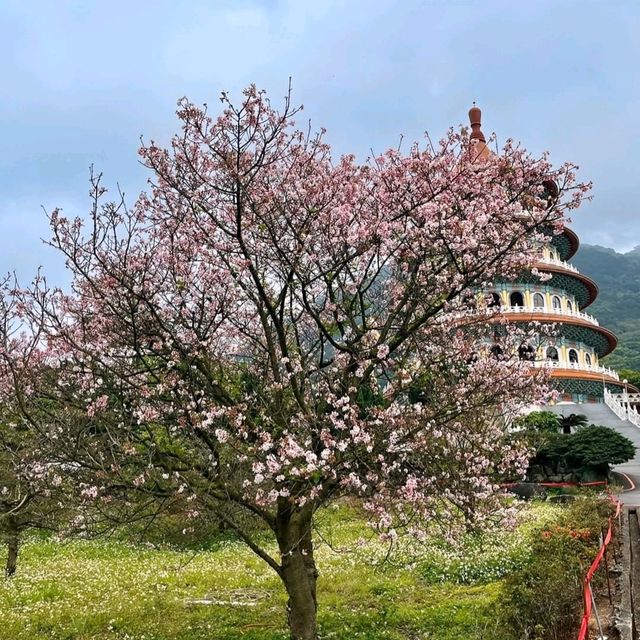 淡水天元宮，大台北地區的粉紅櫻花海