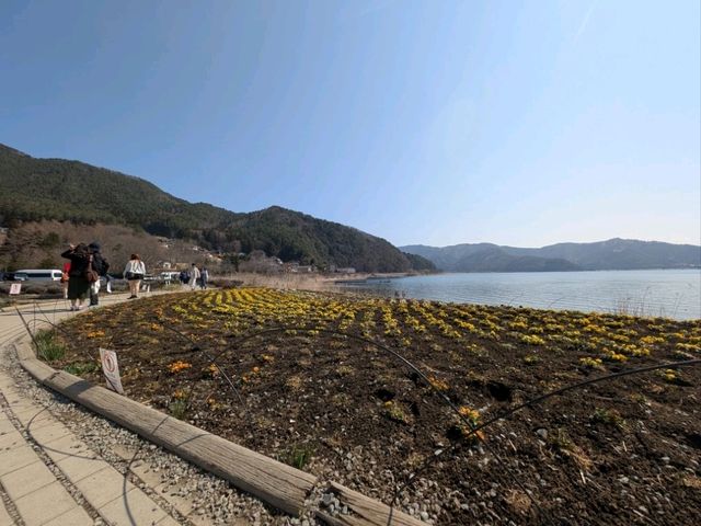 History of the trip to Kawaguchiko (23.03.25)