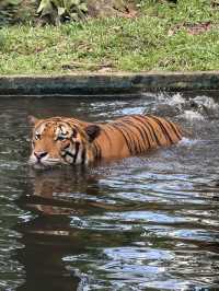 Zoo Negara: A Roaring Good Time in KL! 🦁🐼