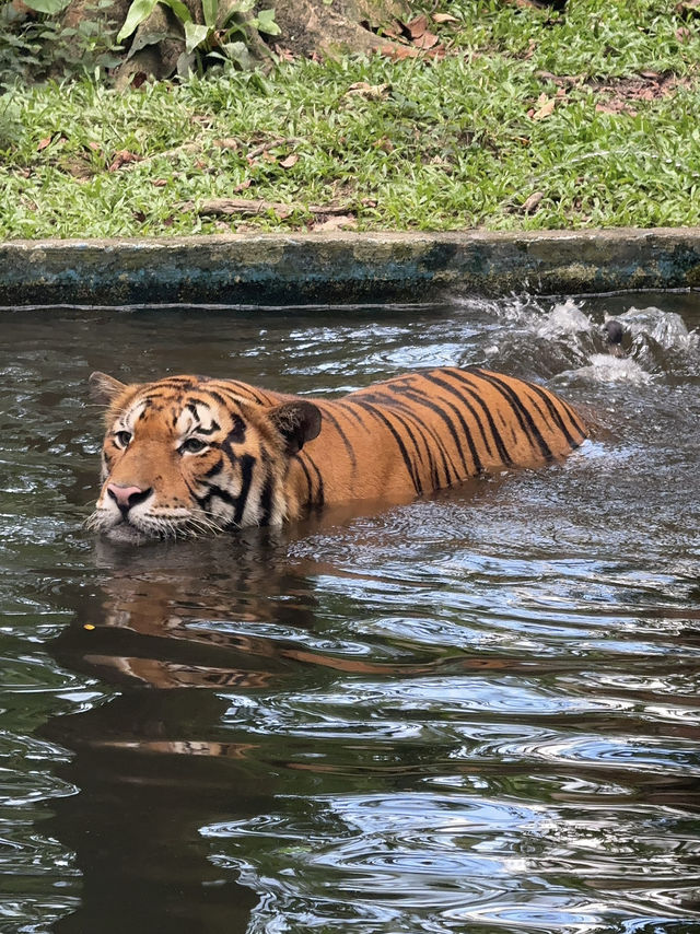 Zoo Negara: A Roaring Good Time in KL! 🦁🐼