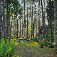 จุดเช็คอินกลางป่าสน | สวนป่าดอยบ่อหลวง