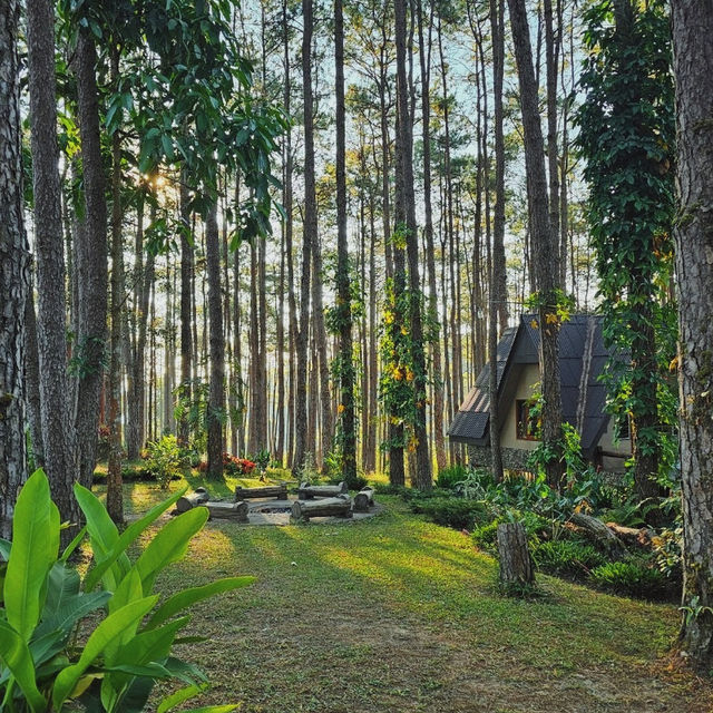 จุดเช็คอินกลางป่าสน | สวนป่าดอยบ่อหลวง