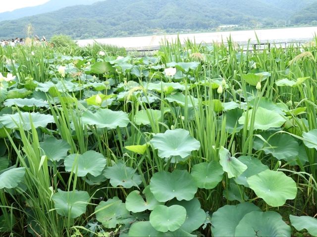 양평 가볼만한곳 두물머리