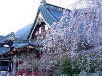 【山梨県】日蓮宗の総本山！樹齢400年の枝垂れ桜が圧巻の「身延山久遠寺」