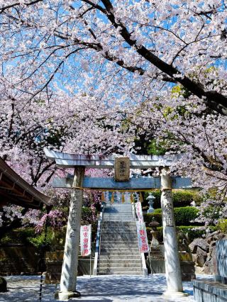 Chasing Sakura at Hinomine Shrine