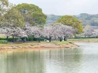 福岡駕與丁公園賞櫻美景