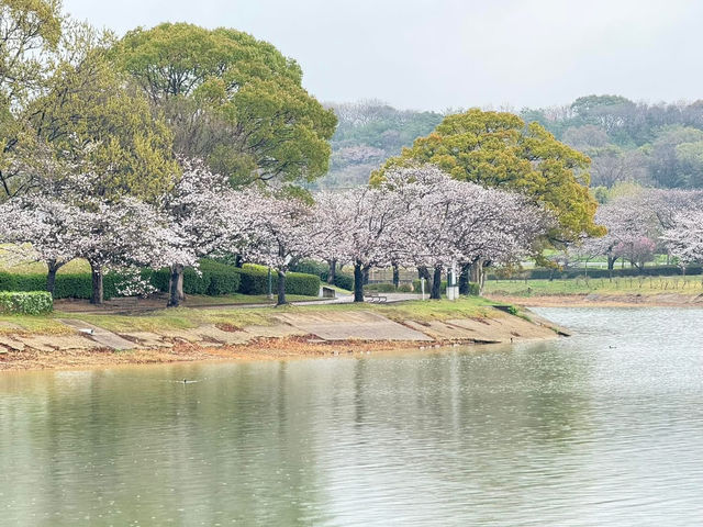 福岡駕與丁公園賞櫻美景