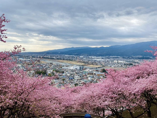 Chasing Sakura at Matsuda Cherry Blossoms Festival