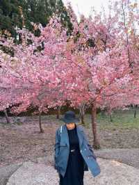 Best place for cherry blossom bloom in Taichung 💐🌸