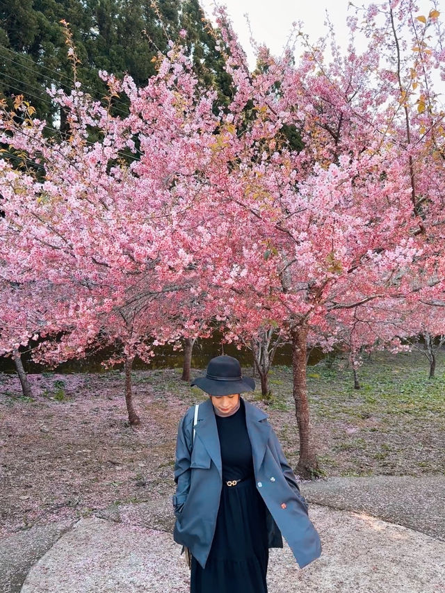 Best place for cherry blossom bloom in Taichung 💐🌸