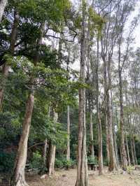 白千層｜香港最易徒步打卡景點🌳