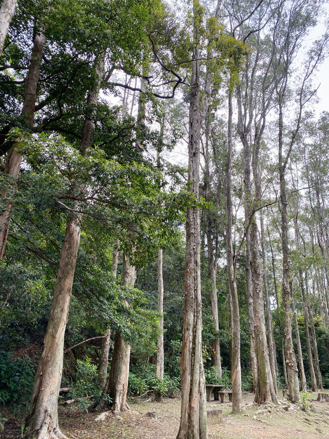 白千層｜香港最易徒步打卡景點🌳