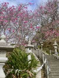 Sakura in Full Bloom at Nago Castle Park🌸