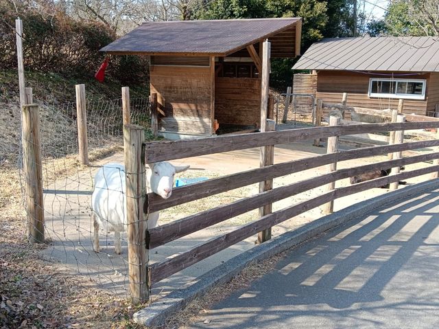 日本群馬自由行 伊香保綠色牧場