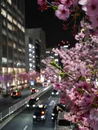 東京賞櫻攻略：中目黑、澀谷、中野、芝公園，一次蒐集所有粉嫩美景！🌸