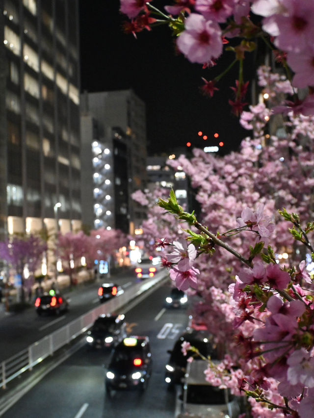 東京賞櫻攻略：中目黑、澀谷、中野、芝公園，一次蒐集所有粉嫩美景！🌸