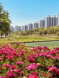 Spring's Urban Escape: Relaxing by the Water at Silgaecheon